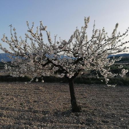Habitaciones En Finca Olivo Y Almendro Ucenda Kültér fotó